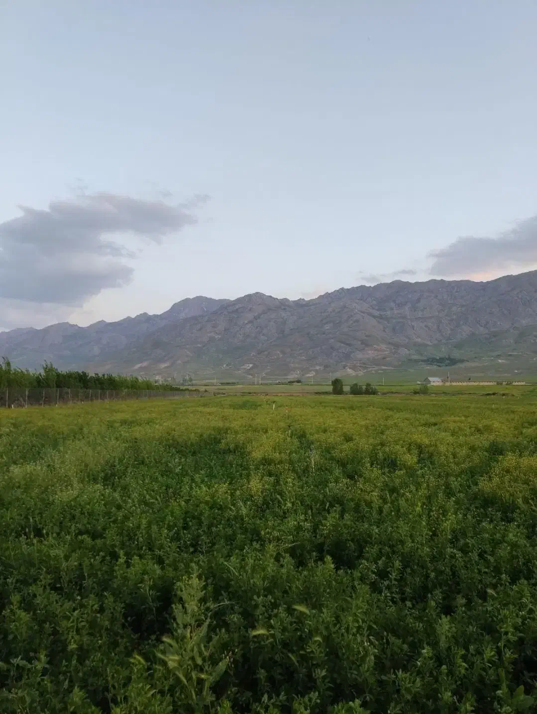 فروش ۷۵۰ پرس یونجه|عمده‌فروشی|شهرکرد, |دیوار