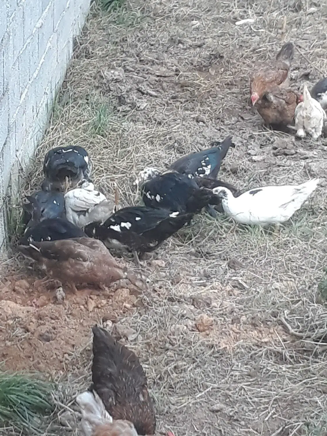 اردک مسکوئی (اسراعیلی)|حیوانات مزرعه|رشت, نیروی دریایی|دیوار