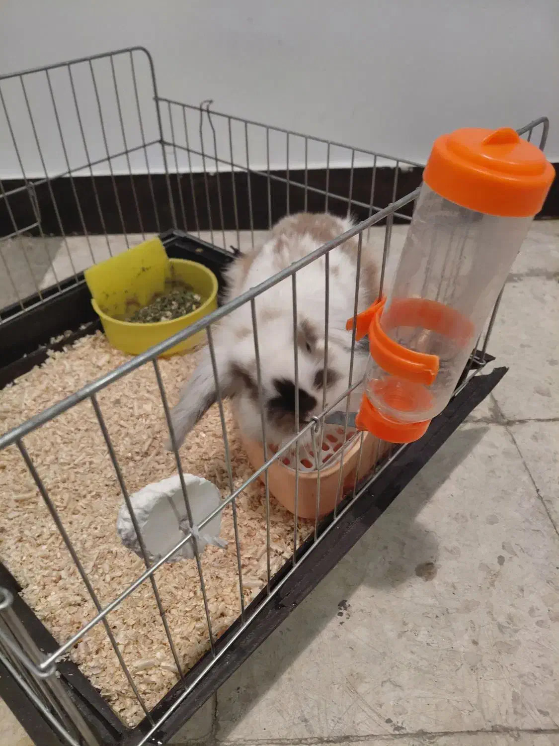 خرگوس نژاد لوپ|موش و خرگوش|تهران, قصر فیروزه ۱|دیوار