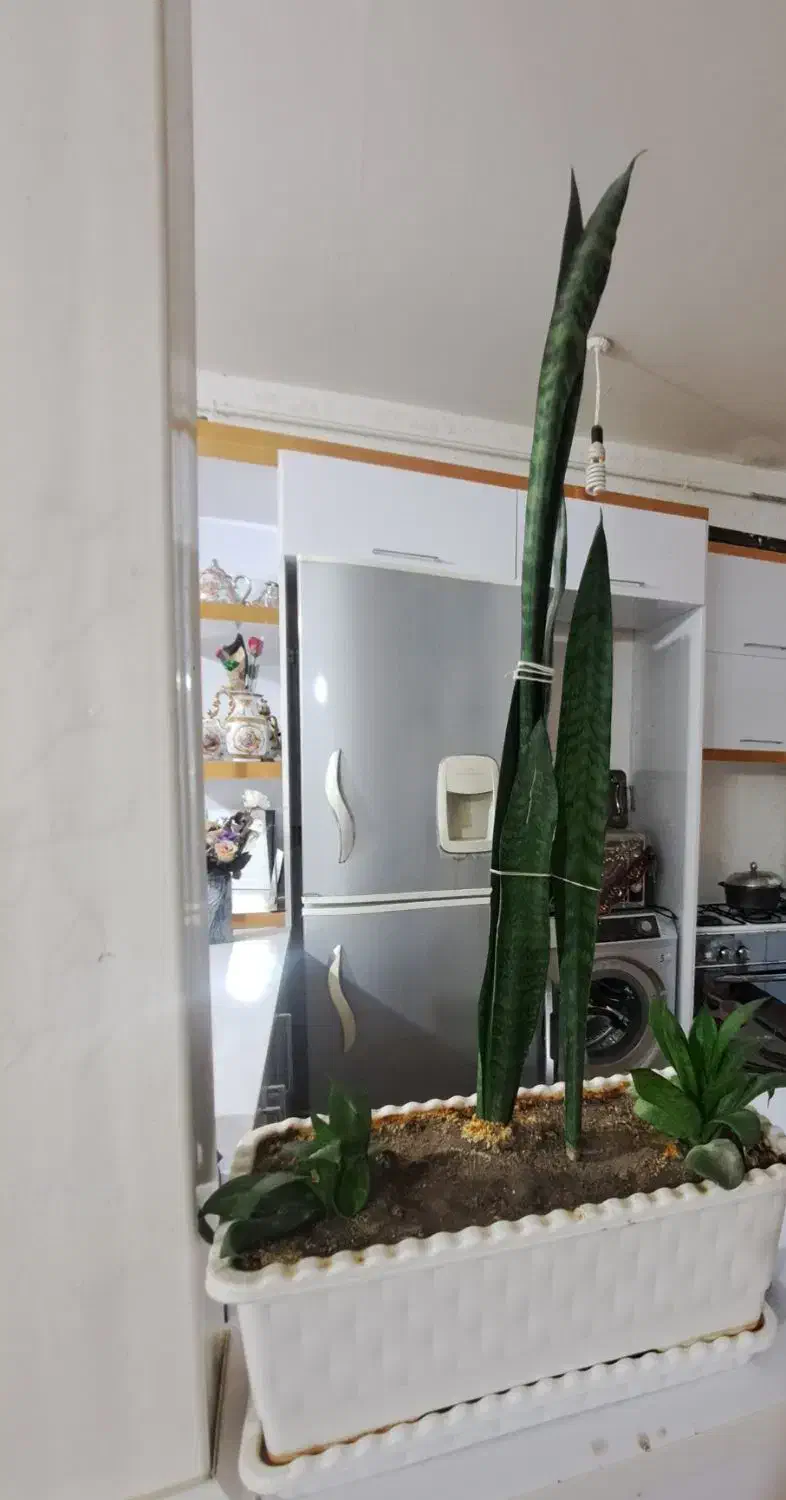 گل و گلدان|گل و گیاه طبیعی|میاندوآب, |دیوار