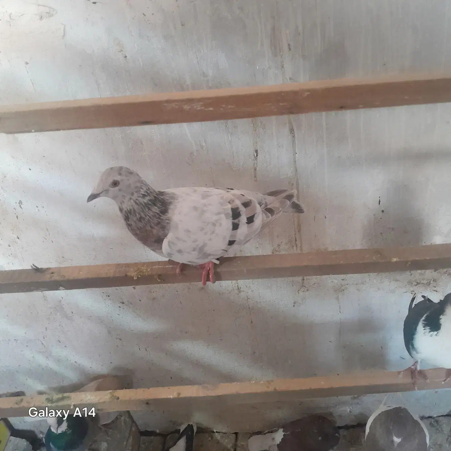 کبوتر|پرنده|بوئین زهرا, |دیوار