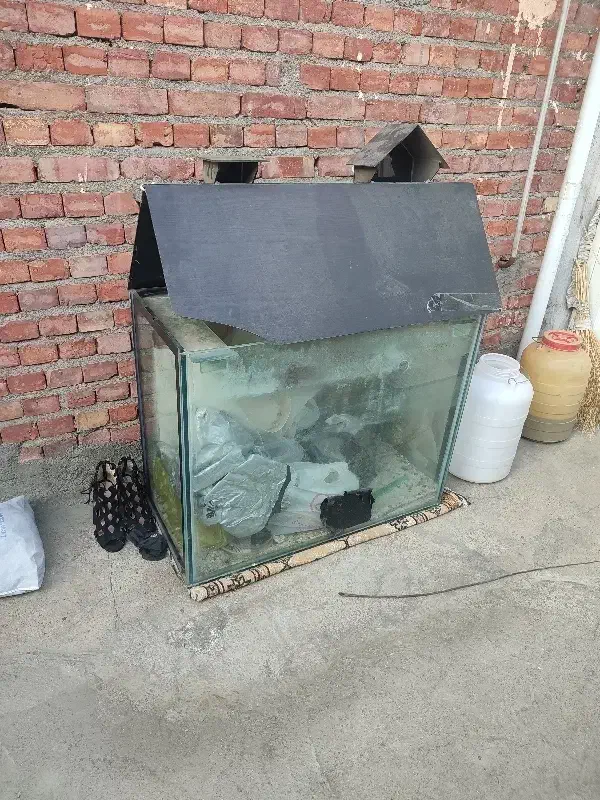 آکواریوم|ماهی|میاندوآب, |دیوار