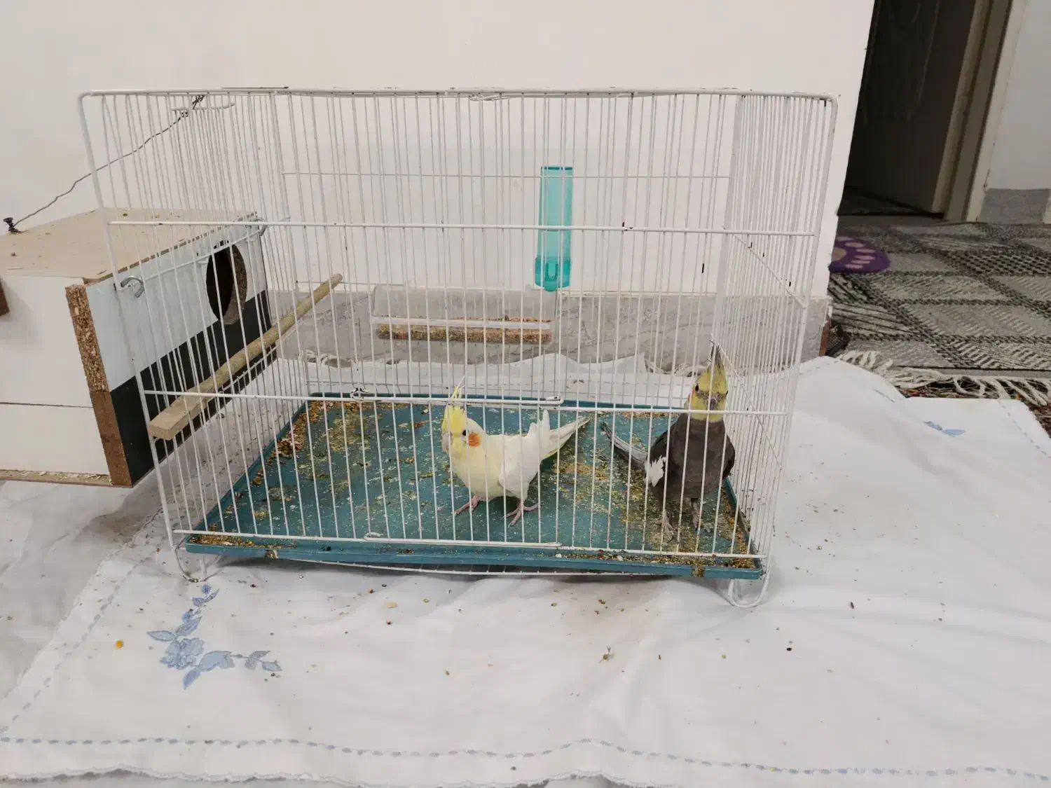 عروس هلندی جفت|پرنده|سبزوار, غرب نیروگاه|دیوار