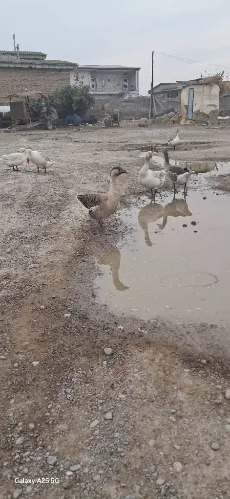 غاز درشت ۳عدد نر و ۴عدد ماده تخم گذار|حیوانات مزرعه|انبارآلوم, |دیوار