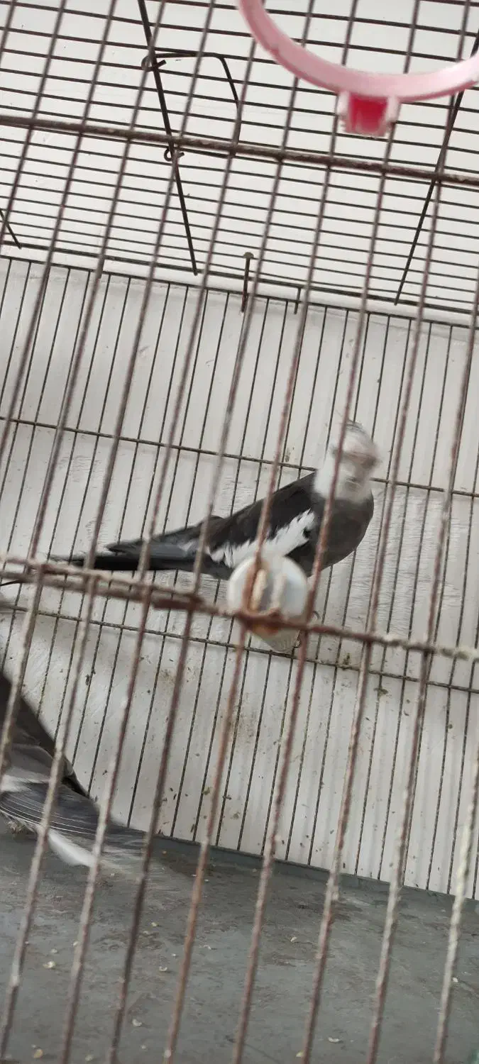 طوطی عروس هلندی|پرنده|رشت, کوی فکوری|دیوار