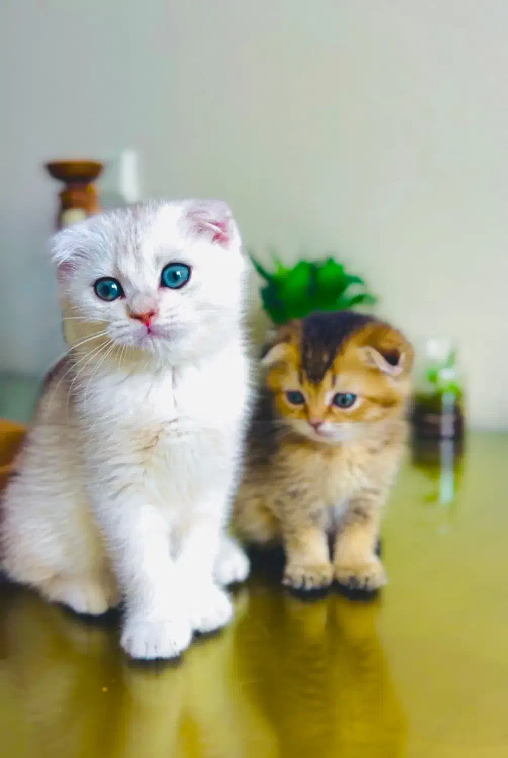 گربه های اصیل و خاص|گربه|تهران, تهرانسر مرکزی|دیوار