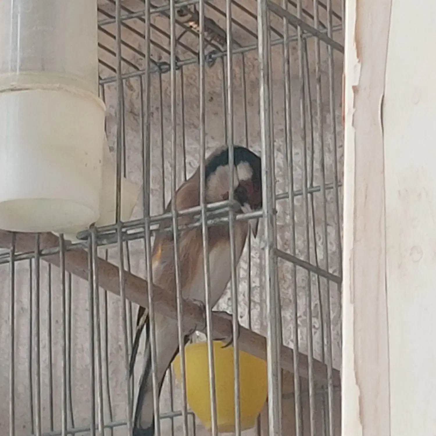 سهره نر و ماده|پرنده|ری, فیروزآبادی|دیوار