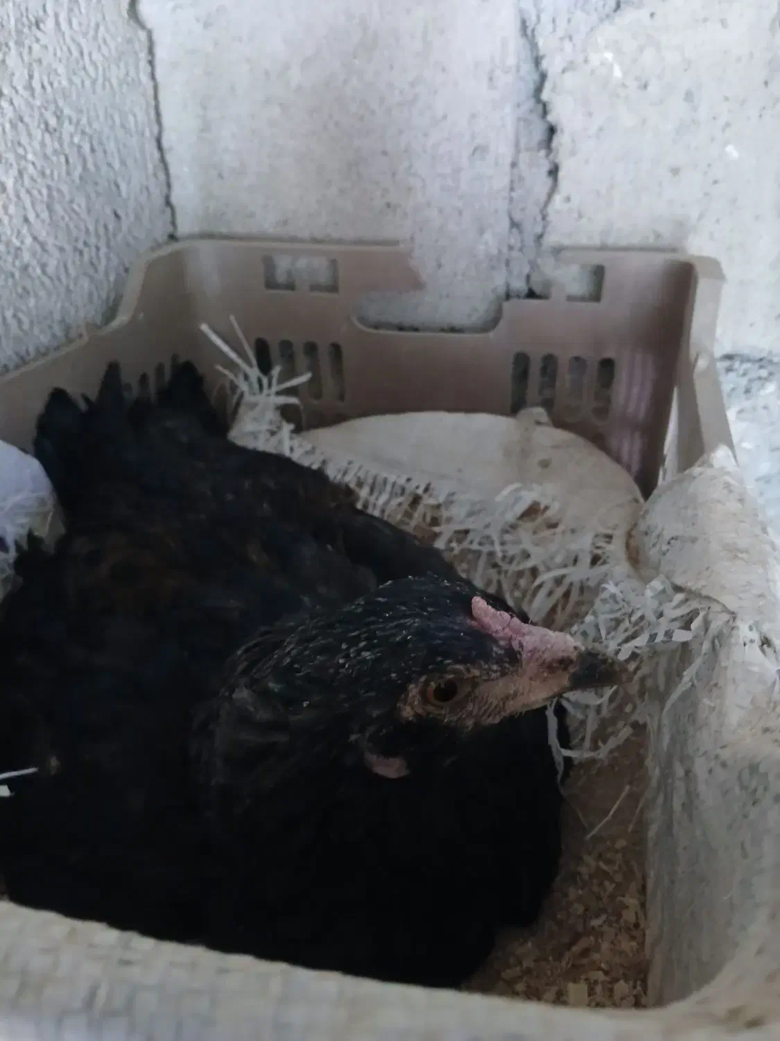 مرغکرچ|حیوانات مزرعه|کلاشی, |دیوار