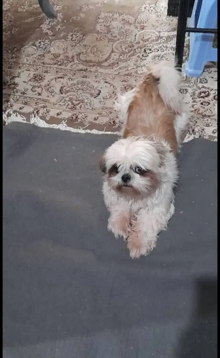 شیتزو سوپر فلت|سگ|تهران, شهرک غزالی|دیوار