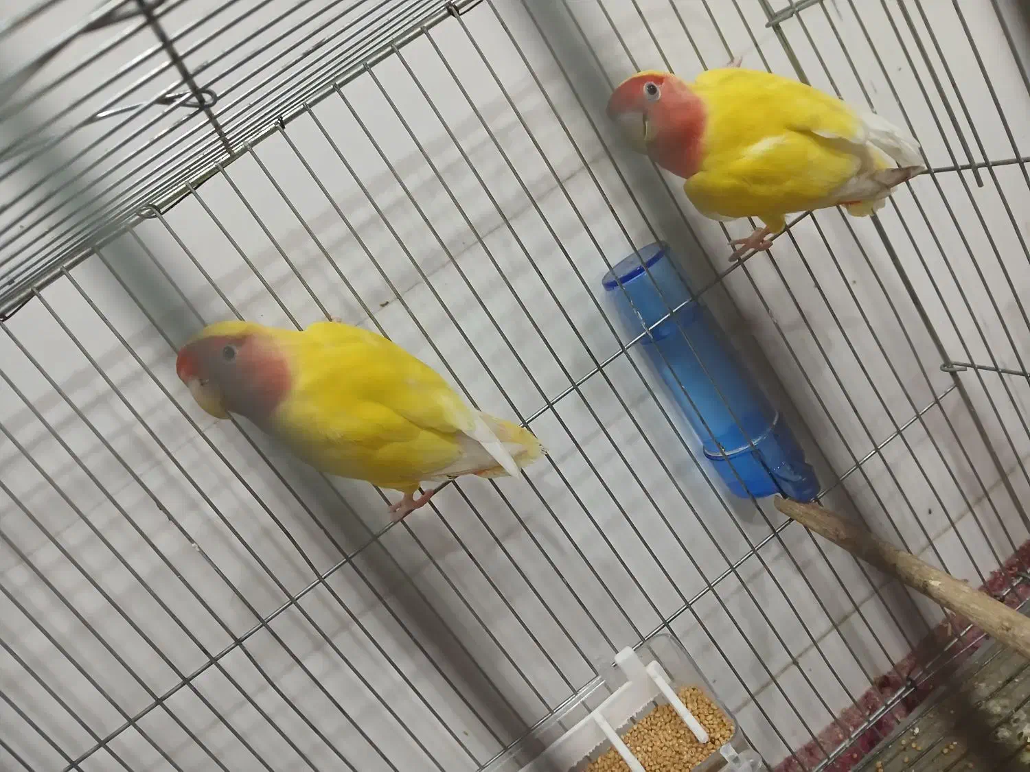 طوطی برزیلی|پرنده|شبانکاره, |دیوار