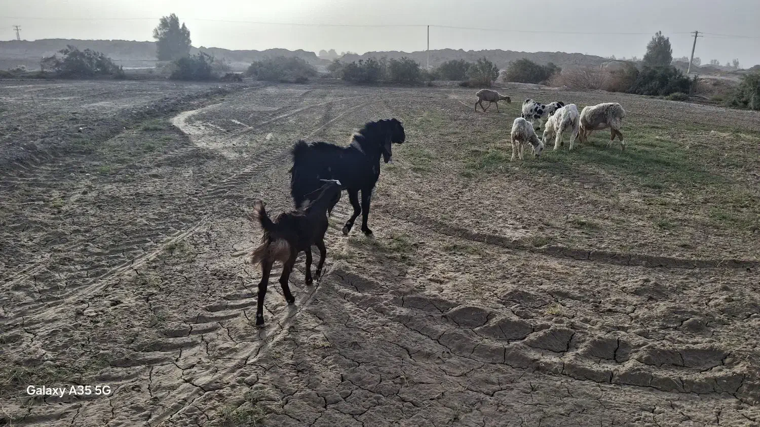 مری اصل|حیوانات مزرعه|هیرمند, |دیوار