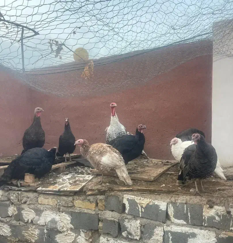 فروش بوقلمون و اردک محلی در سنگسر|حیوانات مزرعه|مهدی شهر, |دیوار