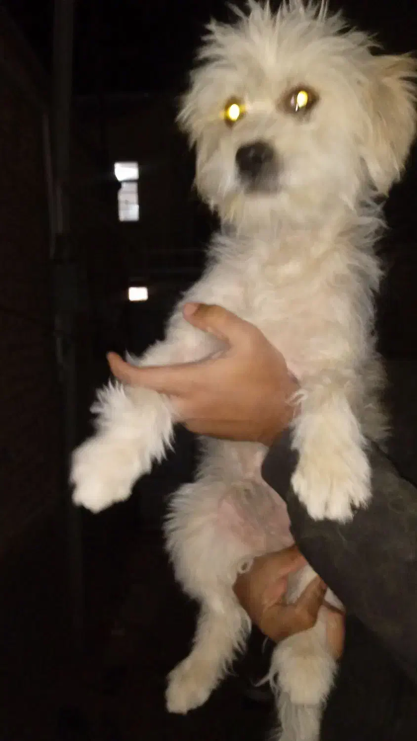 گمشده|سگ|بروجن, |دیوار