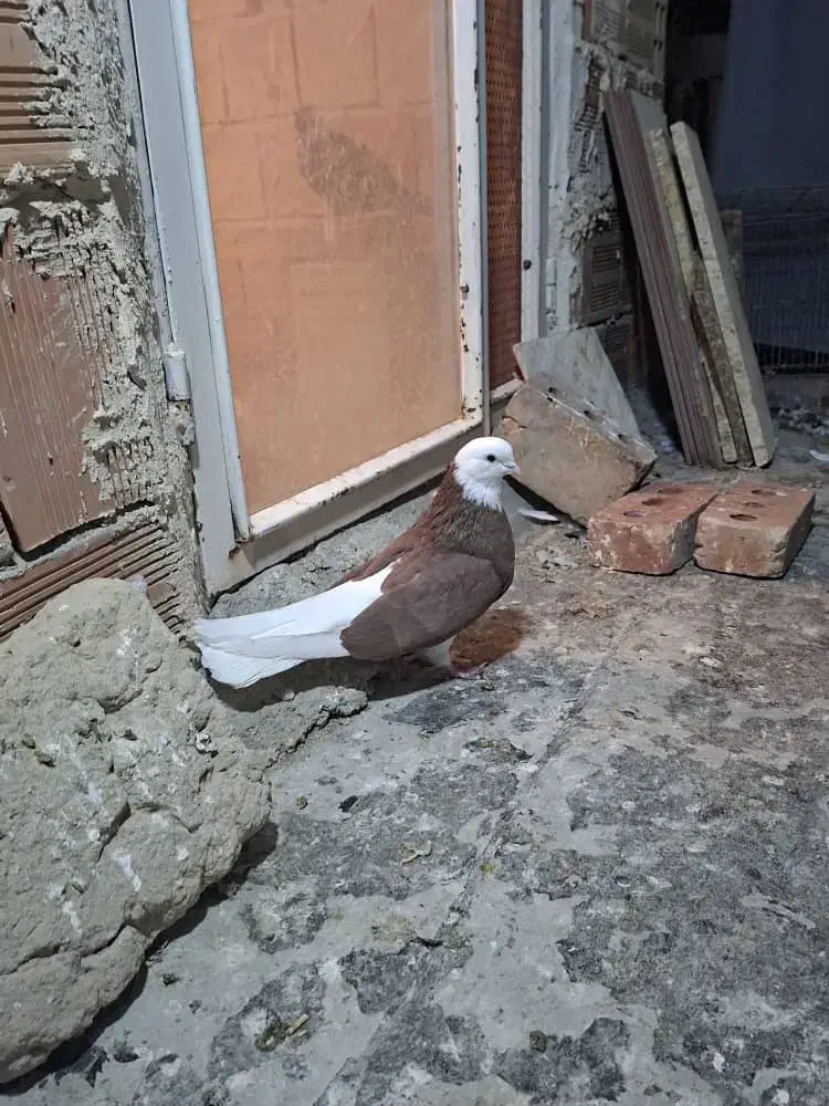 کبوتر شازده همشون قیمتهاشون فرق داره|پرنده|ایلخچی, |دیوار