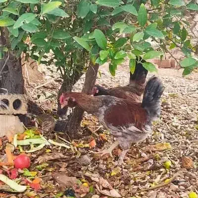 خروس جوان|حیوانات مزرعه|شیراز, کیان آباد|دیوار