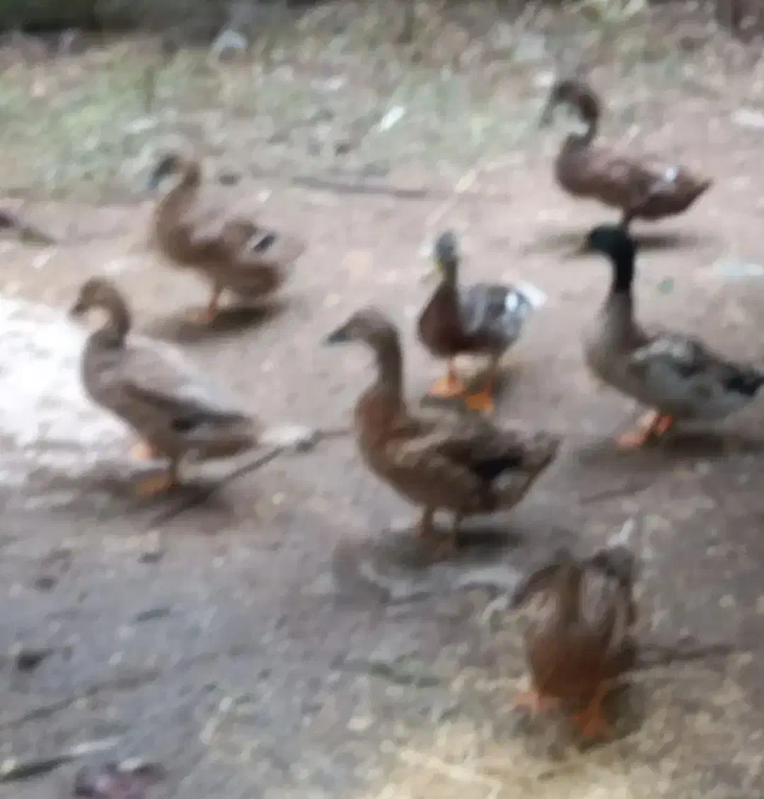 ارودک پاک کرده ورب انار محلی اروکانیک و نارنج|حیوانات مزرعه|گوراب زرمیخ, |دیوار