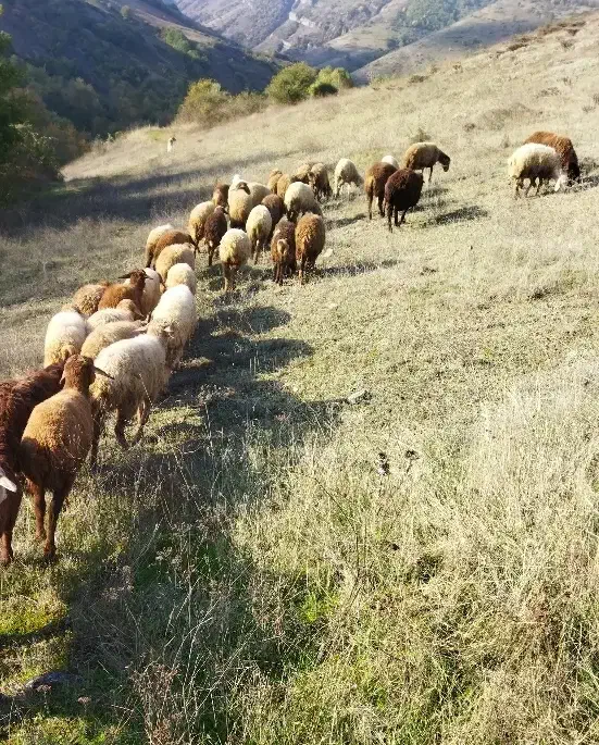 گوسفند|حیوانات مزرعه|آبش احمد, |دیوار