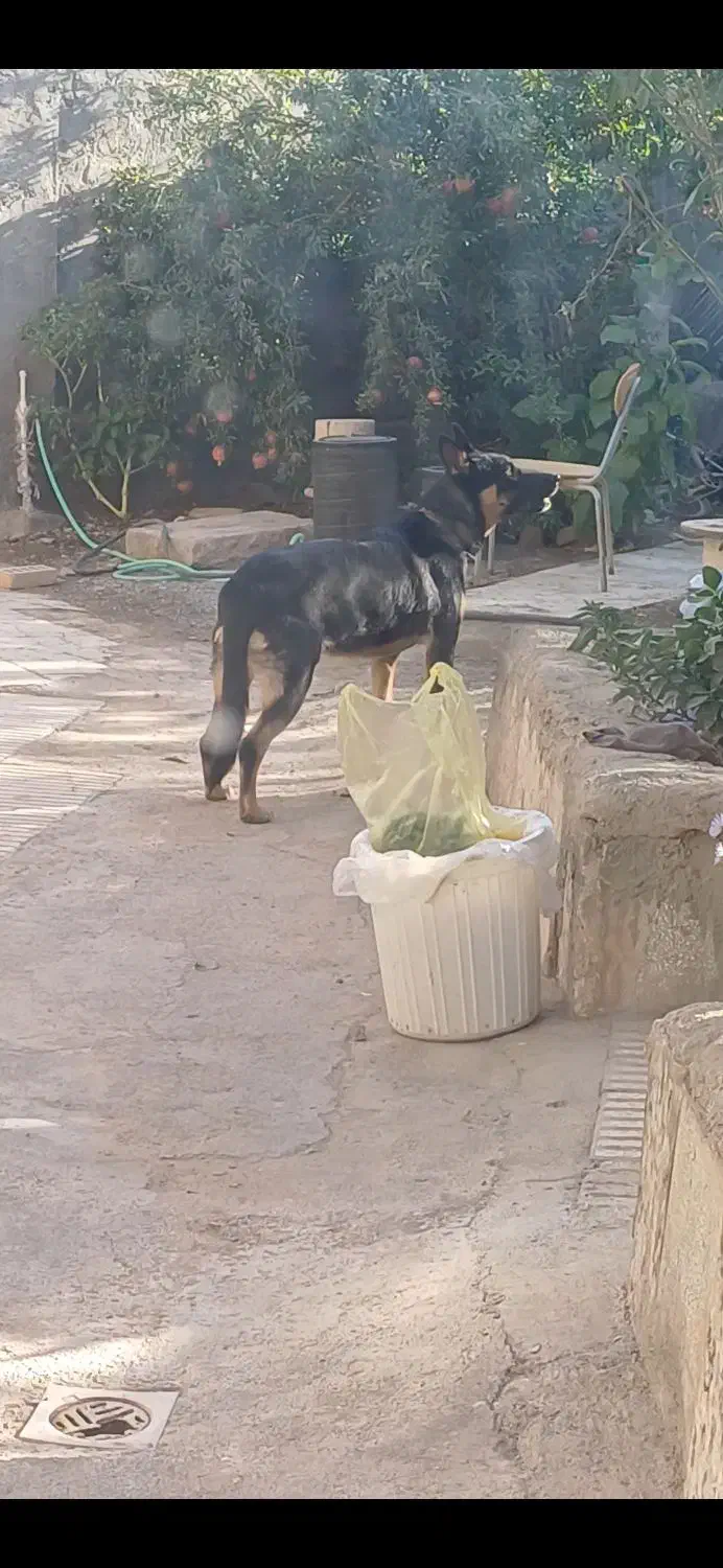 ژرمن|سگ|سبزوار, خسروجرد|دیوار