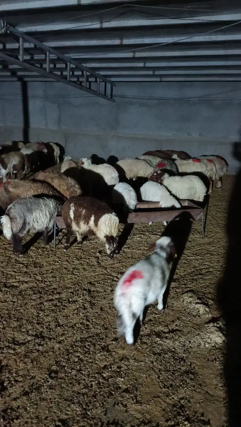 گوشت وگوسفند زنده بز و بره میش چاق|حیوانات مزرعه|پلدختر, |دیوار