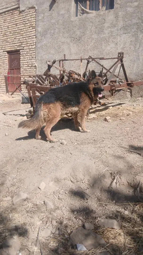 ژرمن شپرد|سگ|ازنا, |دیوار