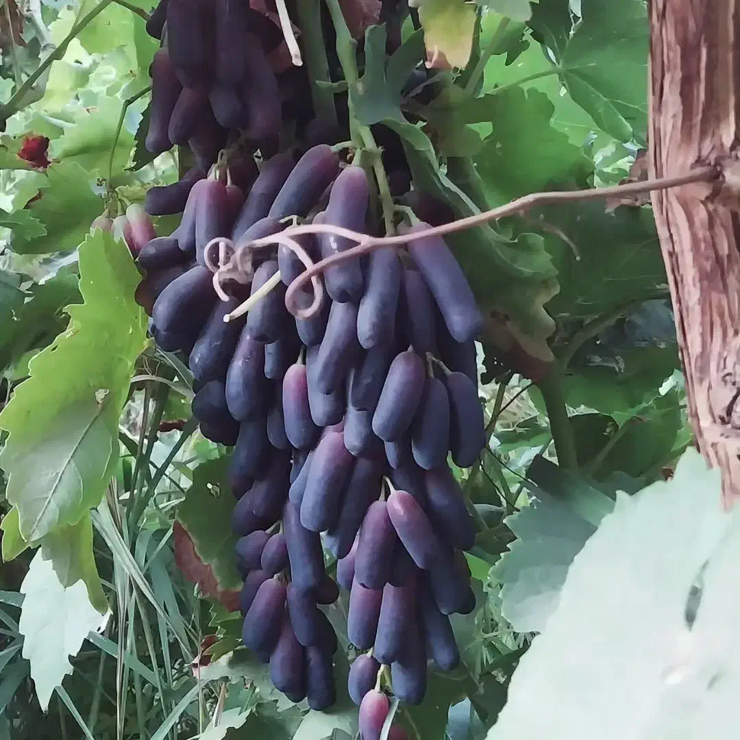 نهال انگور موندراپ متوسط|گل و گیاه طبیعی|شیراز, دانشکده کشاورزی دانشگاه شیراز|دیوار