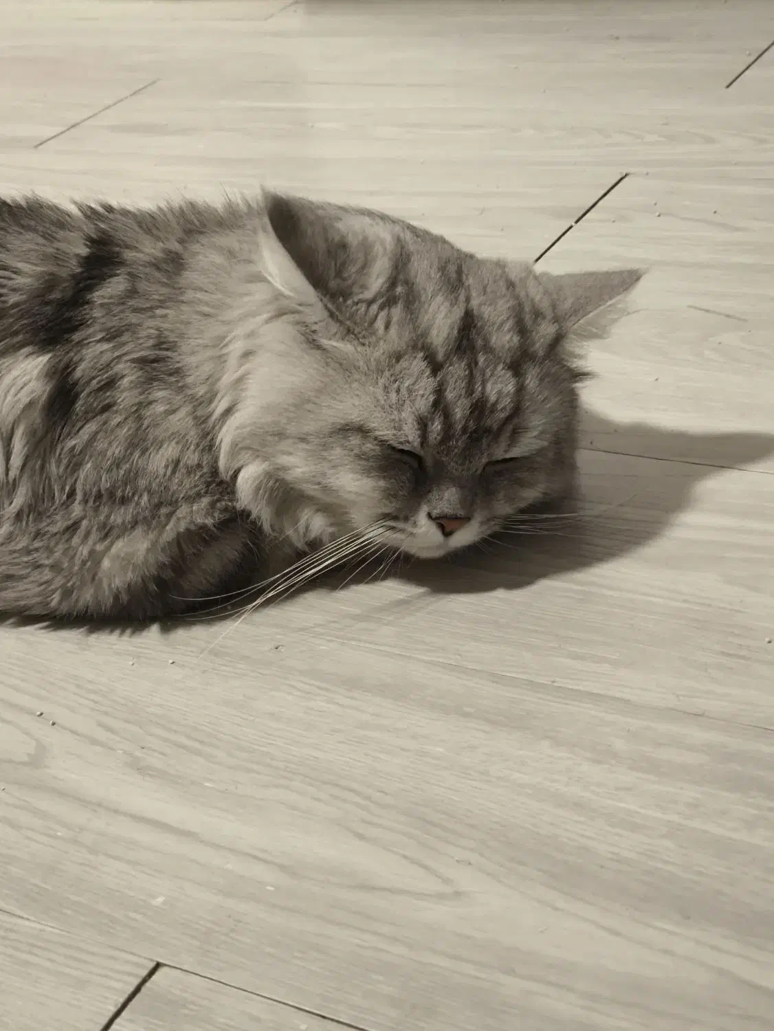 گربه نر برای جفت گیری|گربه|بندرعباس, |دیوار