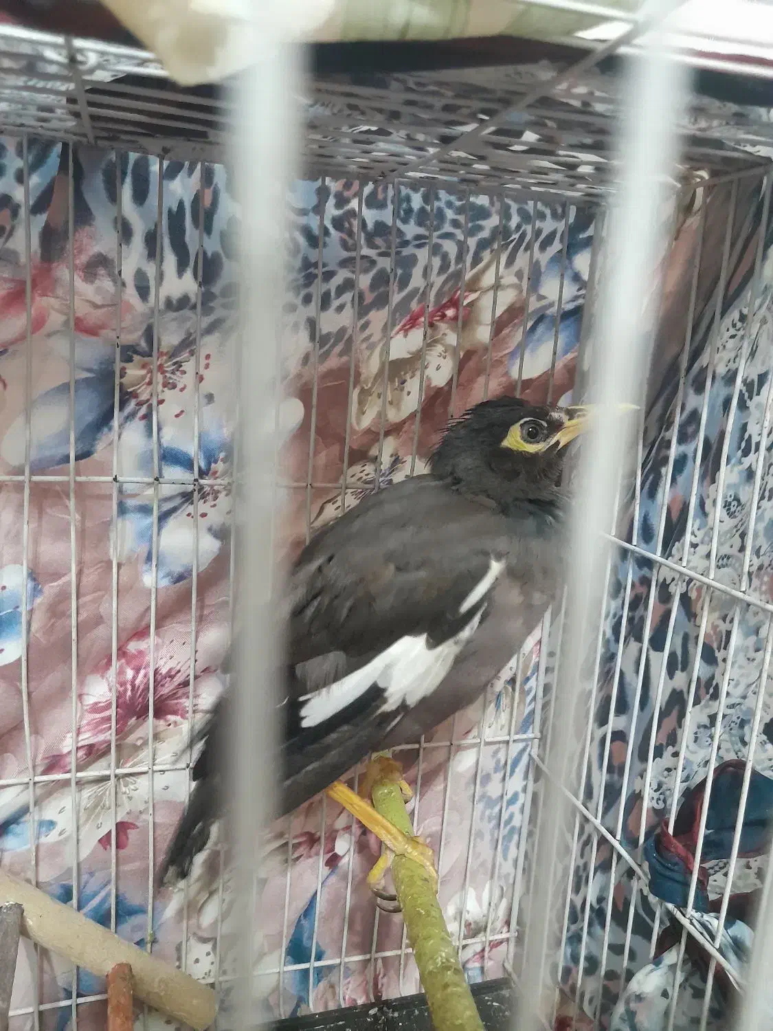 مینا دستی|پرنده|مشهد, شهرک مهرگان|دیوار