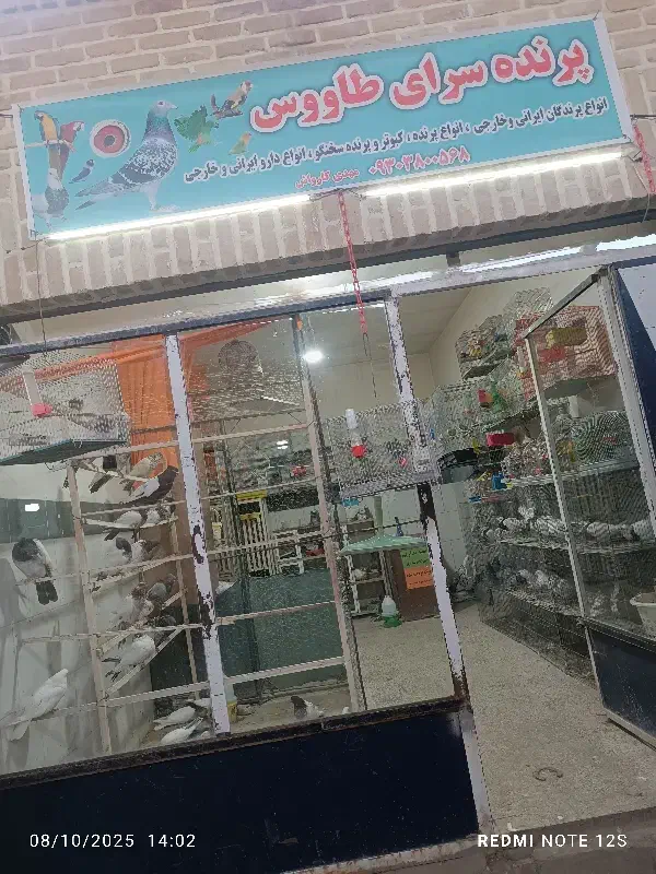 پرنده سرای طاووس کبودراهنگ بازارچه قدیمی|پرنده|کبودرآهنگ, |دیوار