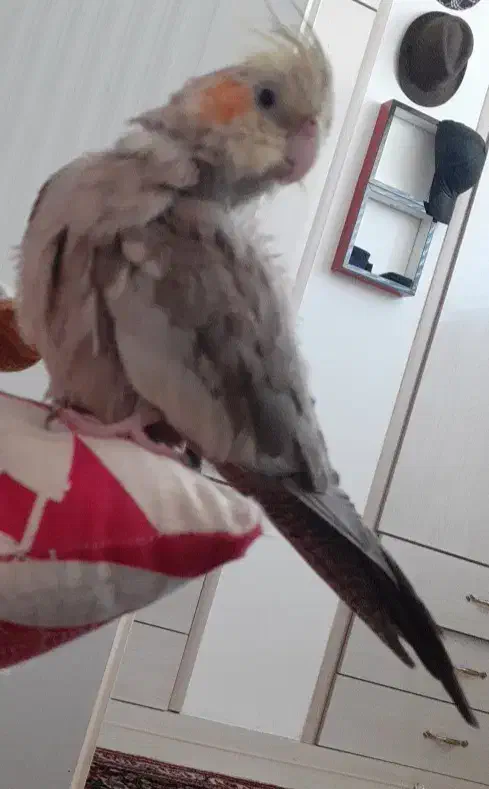 عروس هلندی گمشده|پرنده|اردبیل, |دیوار