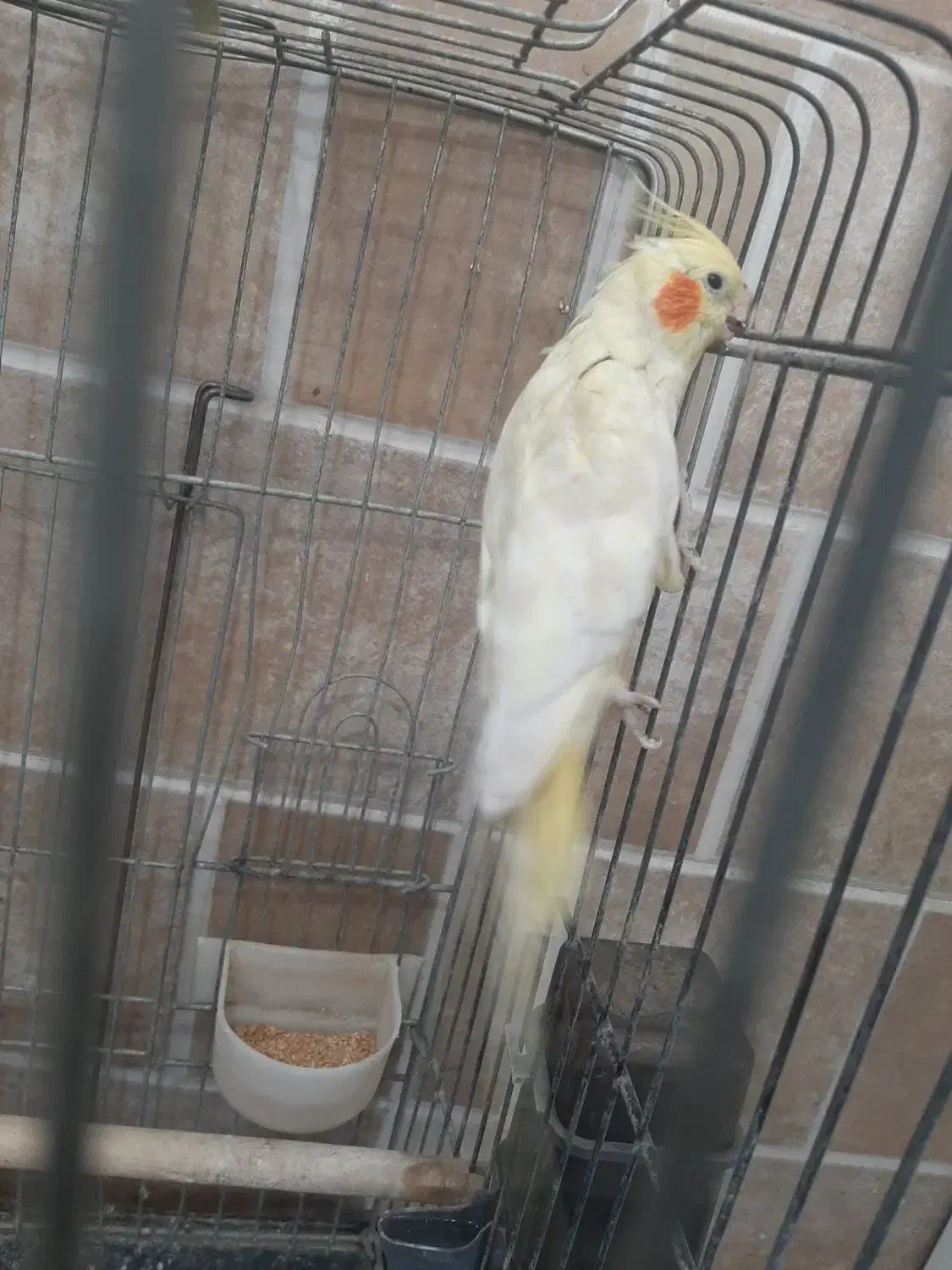 عروس هلندی ماده مست|پرنده|قرچک, شهرک طلائیه|دیوار