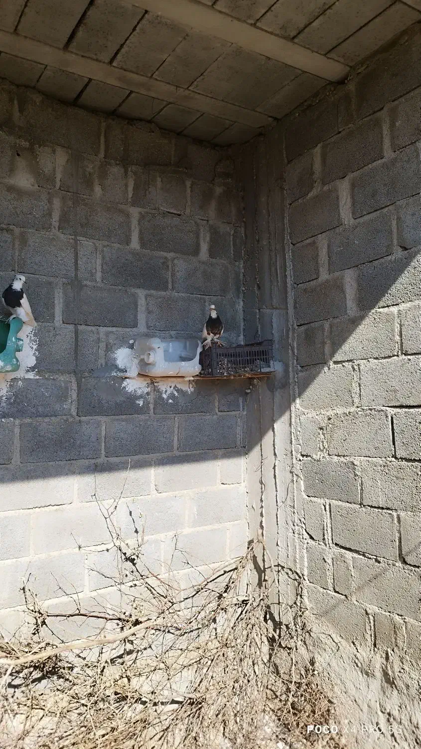 فروش کبوترطوقی|پرنده|مهر, |دیوار