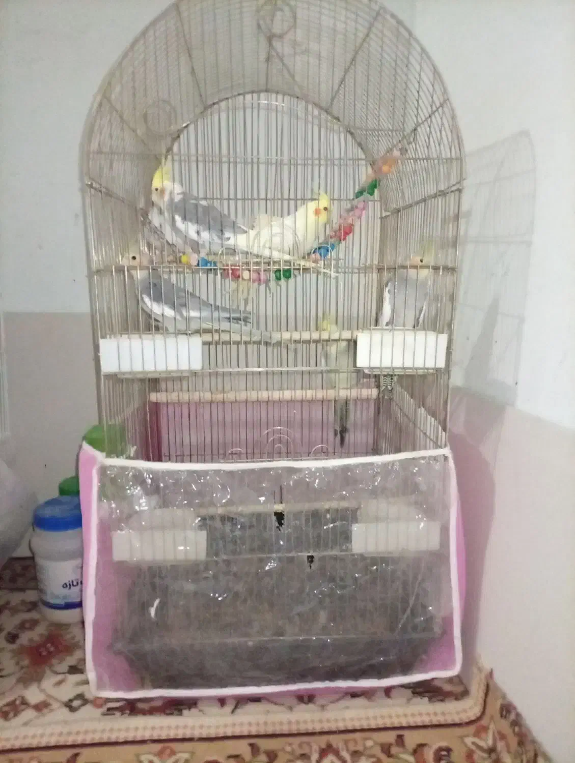 چهار جفت عروس هلندی با دوتا جوجه|پرنده|مشهد, رضاییه|دیوار