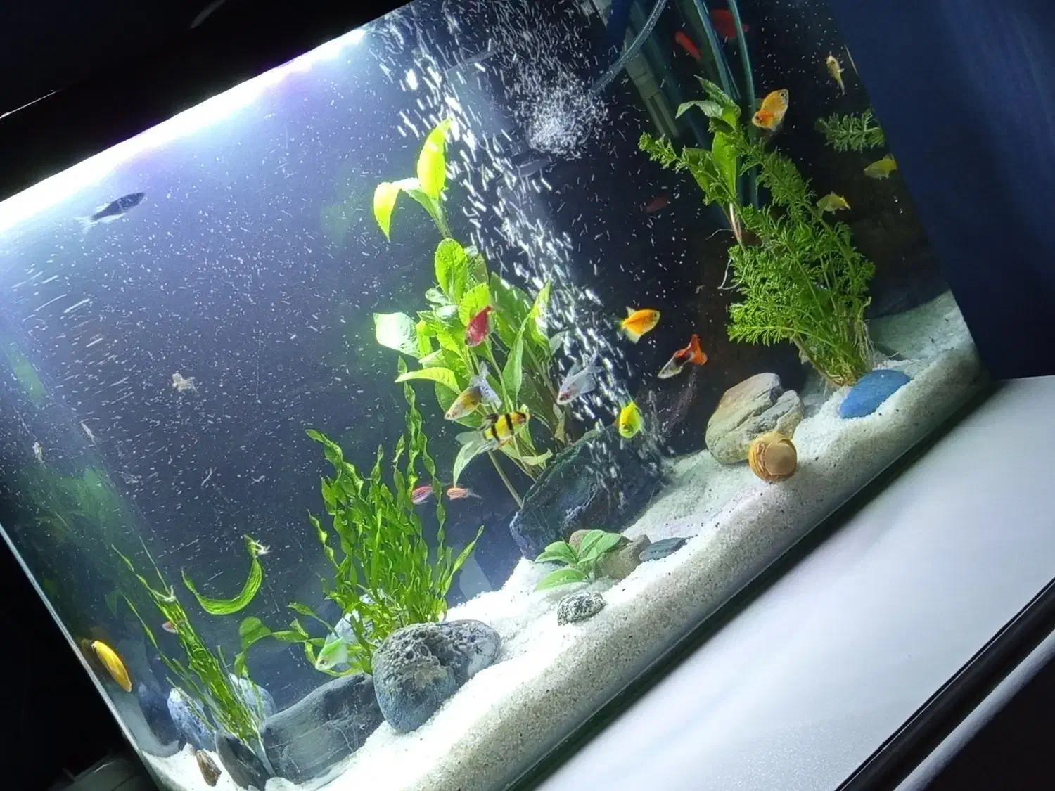 آکواریوم|ماهی|اسلامشهر, شهرک سعیدیه|دیوار