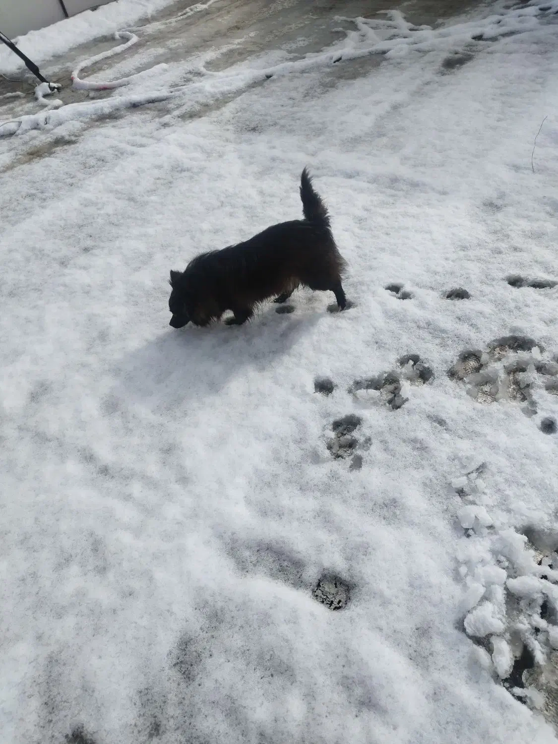 سگ گمشده|حیوانات|نهاوند, |دیوار