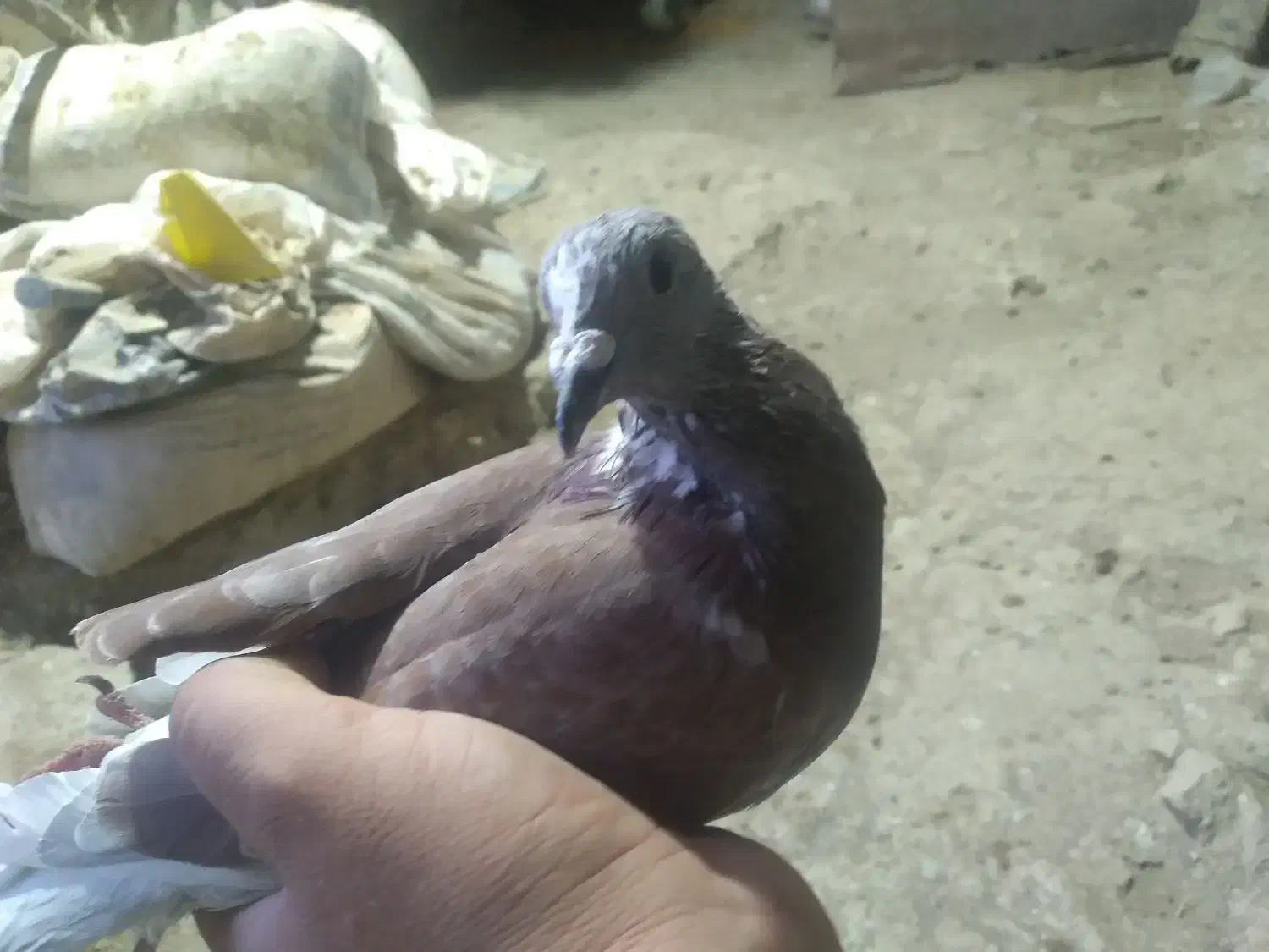 کبوتر پلاکی|پرنده|معمولان, |دیوار