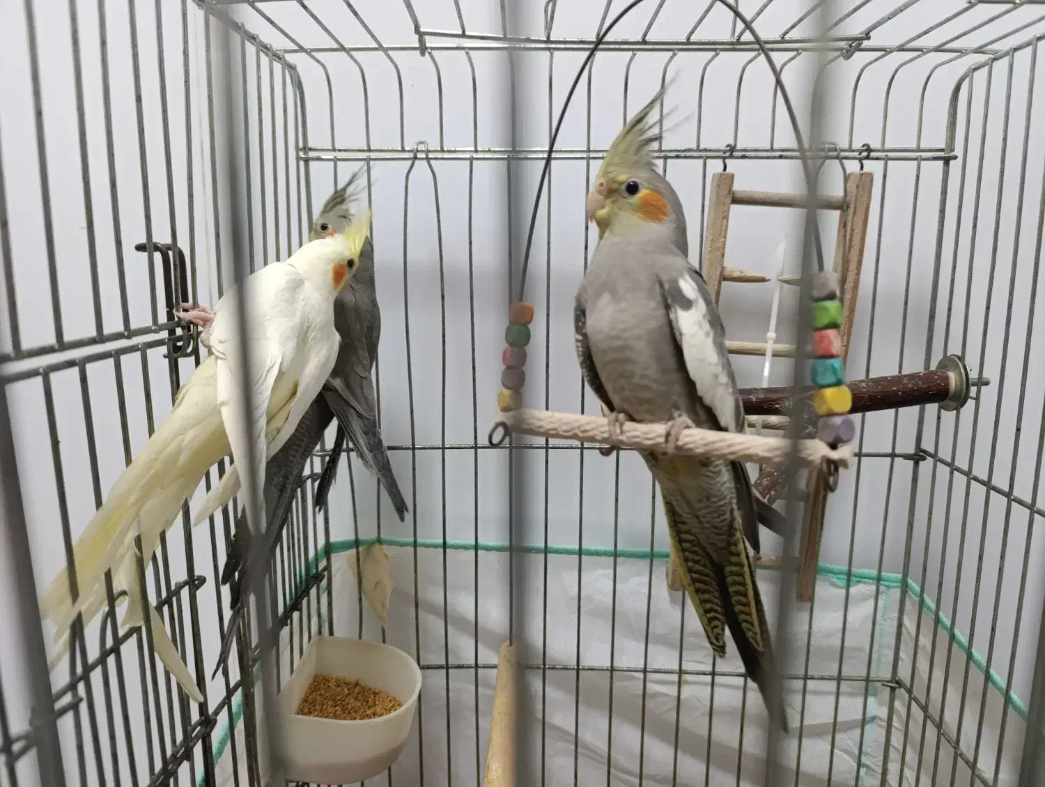 عروس هلندی|پرنده|رشت, حمیدیان|دیوار