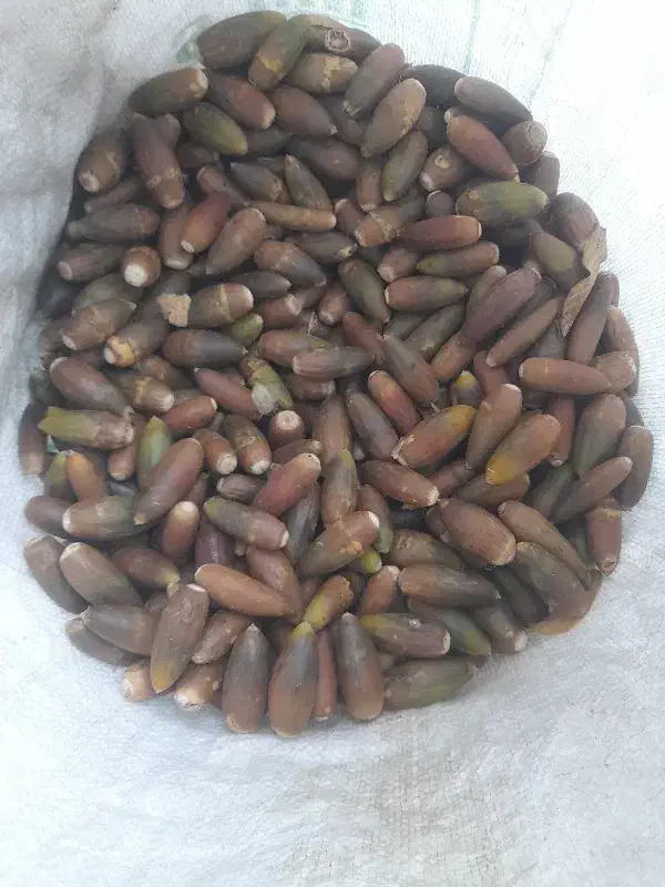 بلوط|گل و گیاه طبیعی|شهرکرد, |دیوار