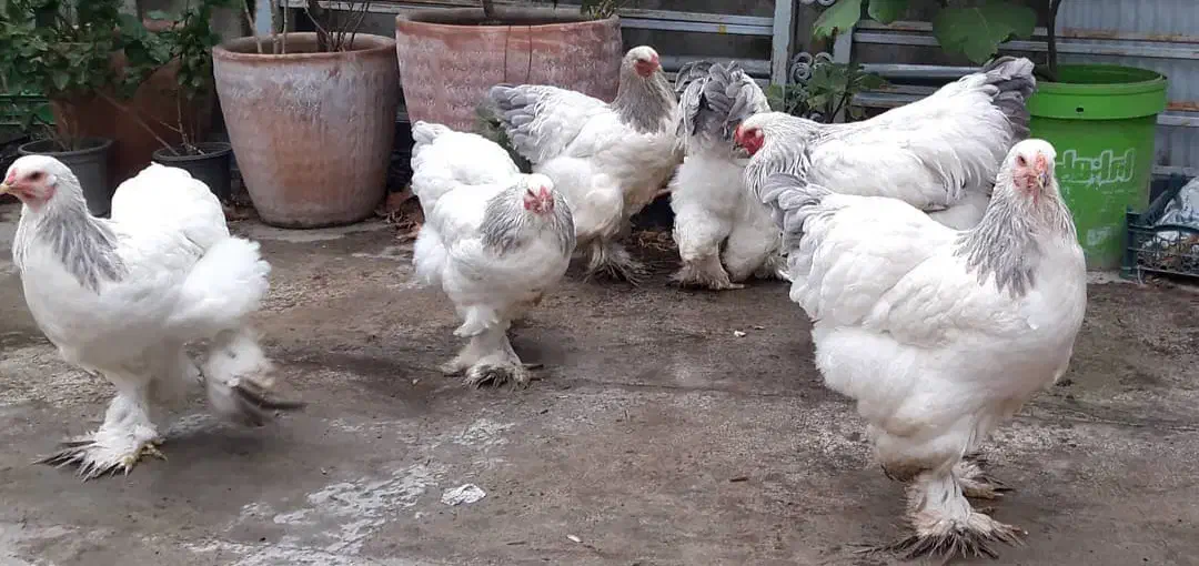 تخم برهما بلو لایت|حیوانات مزرعه|نجف‌آباد, شهید رجایی|دیوار