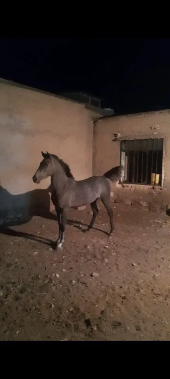 کره مادیان درجه یک|اسب و تجهیزات اسبسواری|بهبهان, |دیوار