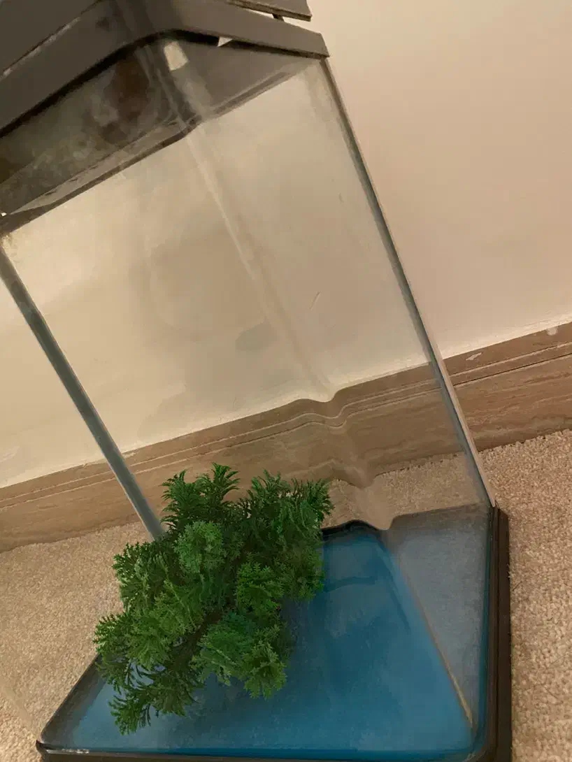 آکواریوم شیشه خم آکوا|ماهی|قزوین, |دیوار