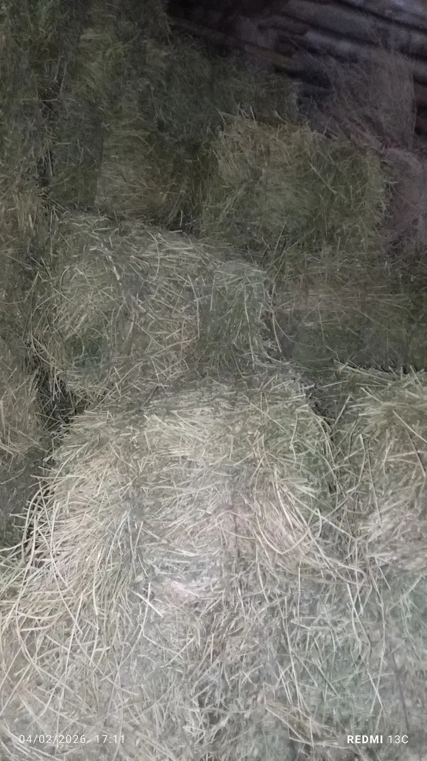 یونجه|لوازم جانبی حیوانات|میاندوآب, |دیوار