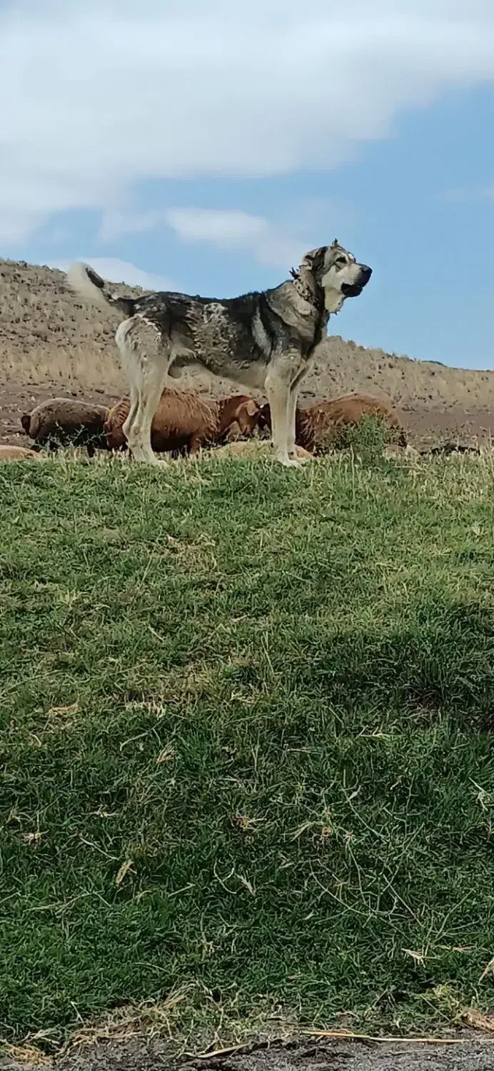 گمشده|حیوانات|ارشق, |دیوار