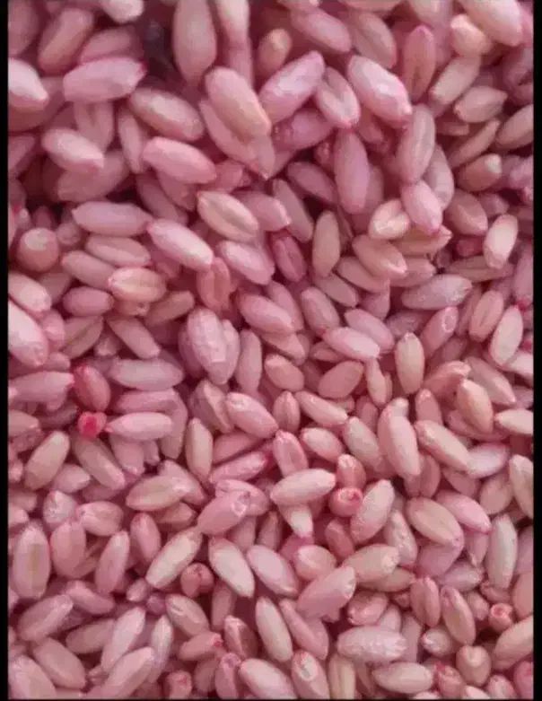 گندم هشترود  بذر اصلاح شده|گل و گیاه طبیعی|کوزران, |دیوار