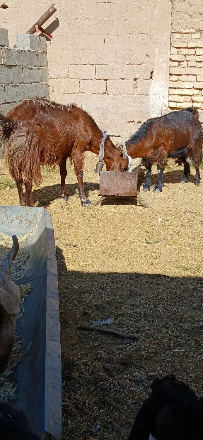 به نام خدا|حیوانات مزرعه|داراب, |دیوار