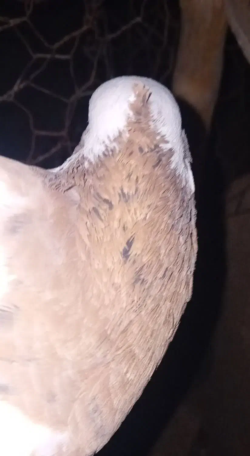 فروش طوقینرزردخالسیاه|پرنده|رامهرمز, |دیوار