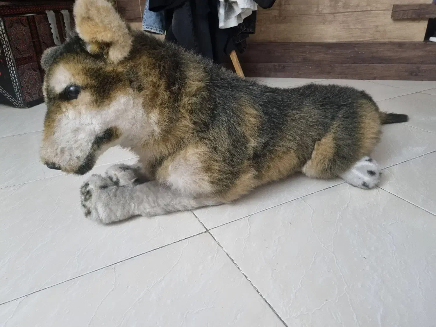 عروسک گرگ|اسباب‌بازی بچه|مشهد, تربیت (صدف)|دیوار