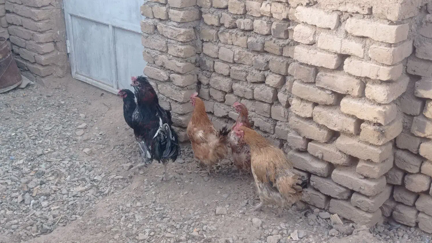 مرغ و خروس جوان|حیوانات مزرعه|تربتحیدریه, پائین ولایت|دیوار