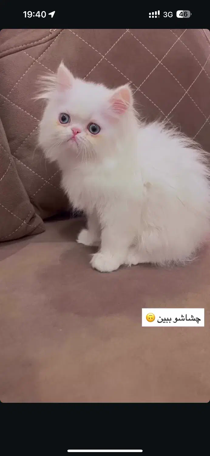 پرشین و اسکلاتیش و بریتیش|گربه|ساری, |دیوار