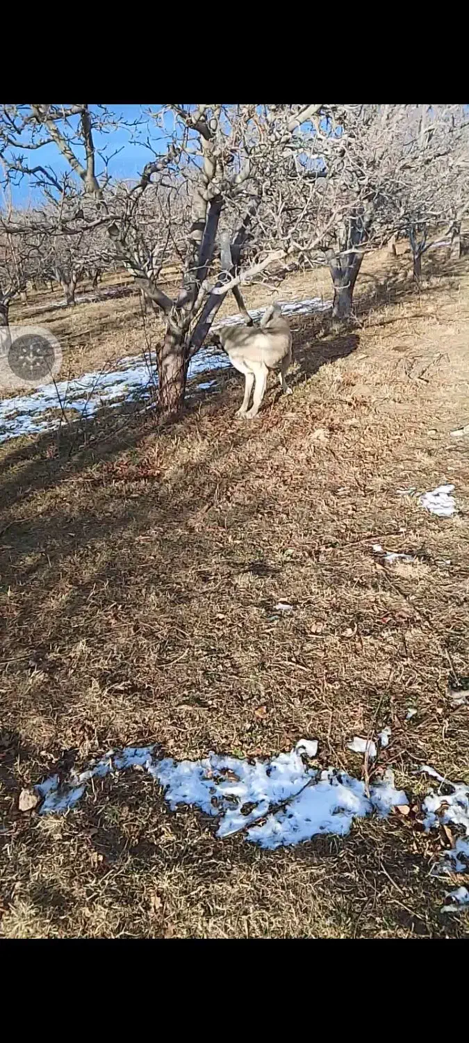 معاوضه|سگ|قصابه, |دیوار