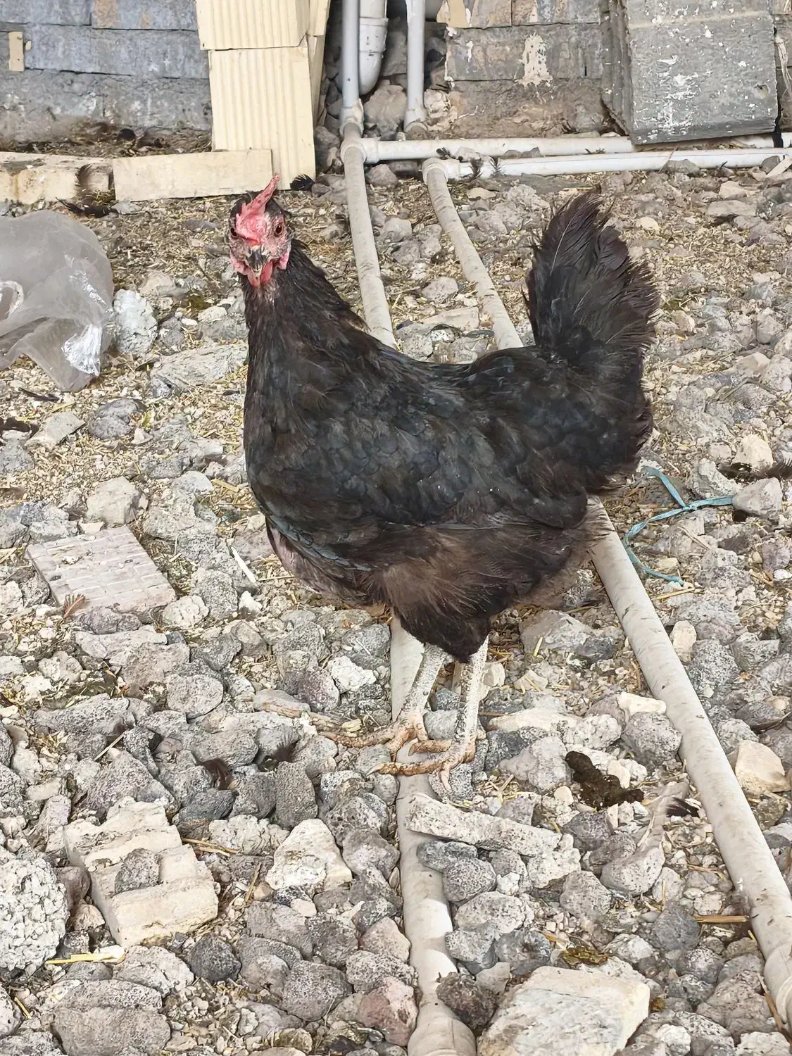 دو عدد مرغ در حمیدیه|حیوانات مزرعه|حمیدیه, |دیوار